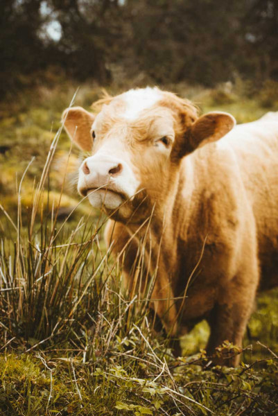 Fotografie: Wiesenfreude 70x100