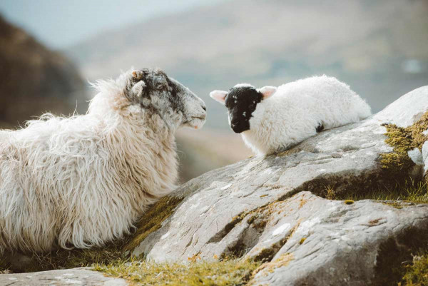 Fotografie: Sheeps Rock 100x70